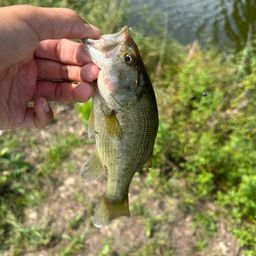 ラージマウスバス