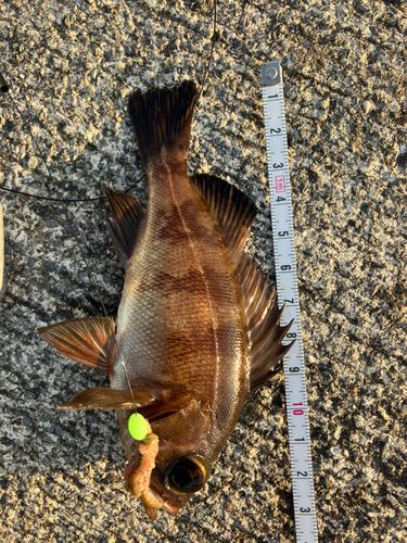 メバルの釣果