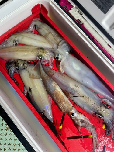 スルメイカの釣果