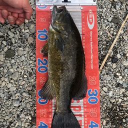 スモールマウスバス