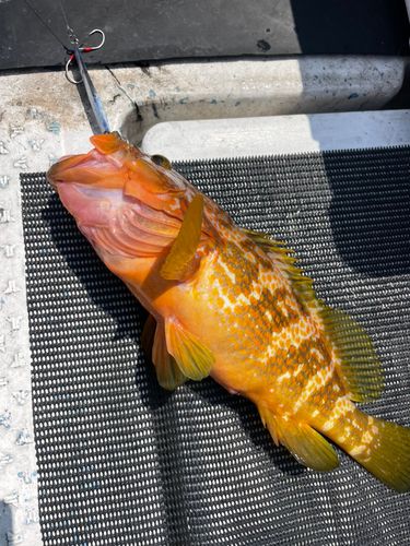 キジハタの釣果