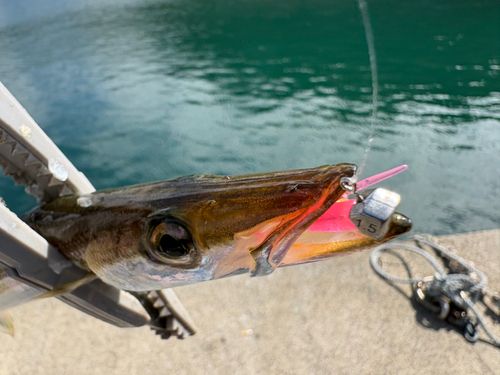 カマスの釣果