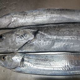 タチウオ