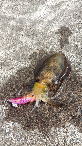 アオリイカの釣果