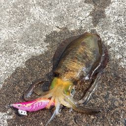 アオリイカ