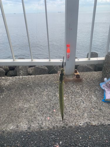 サヨリの釣果