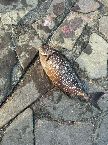 アイゴの釣果