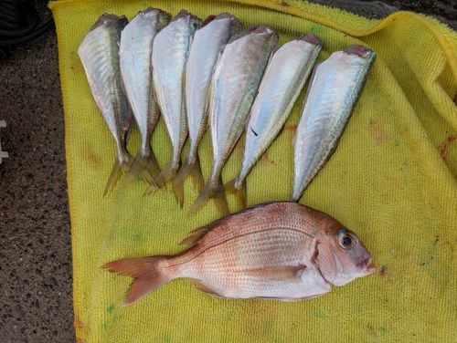 タイの釣果