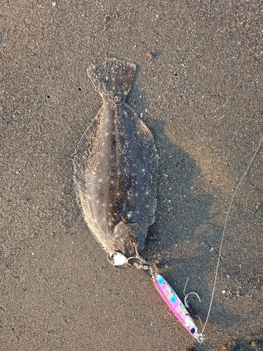 ソゲの釣果