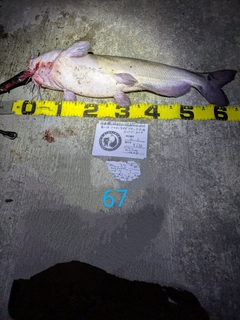 アメリカナマズの釣果