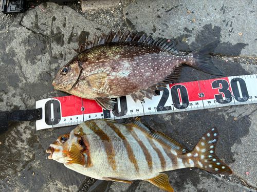 タカノハダイの釣果