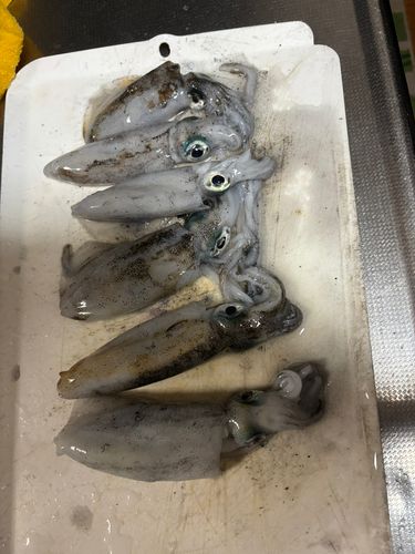 南大阪野池群