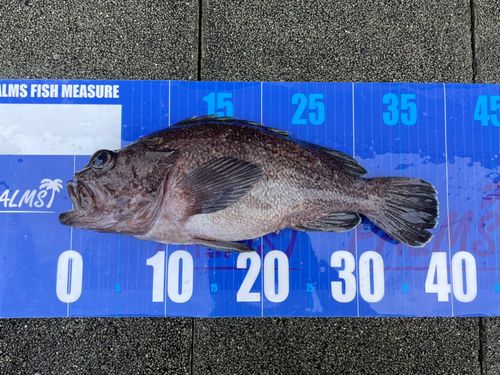 クロソイの釣果