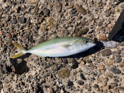 ワカシの釣果