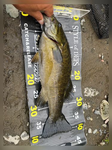 スモールマウスバスの釣果