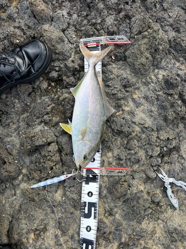 シオの釣果