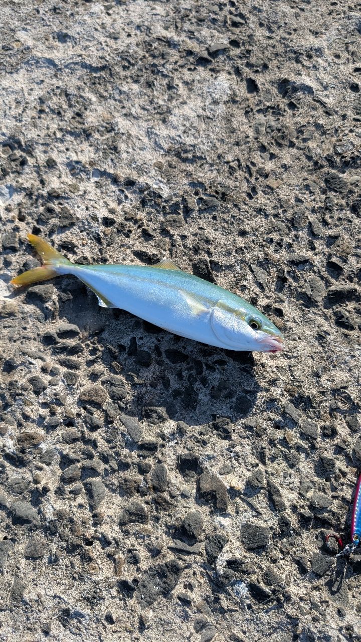 ワカシ