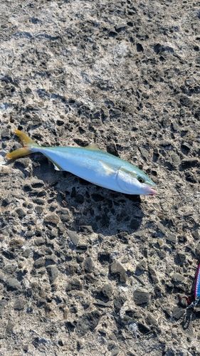 ワカシの釣果