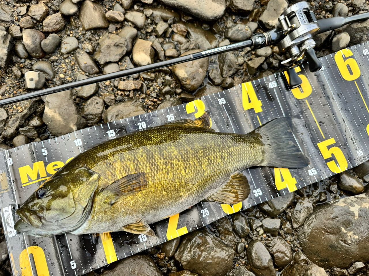 スモールマウスバス