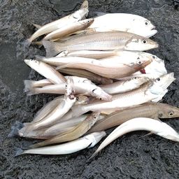 シロギス