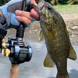 スモールマウスバス