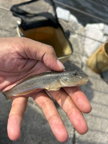 マハゼの釣果