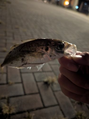 マアジの釣果