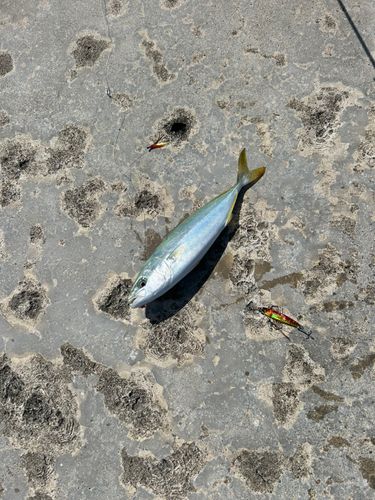 魚津漁港
