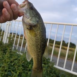 ブラックバス