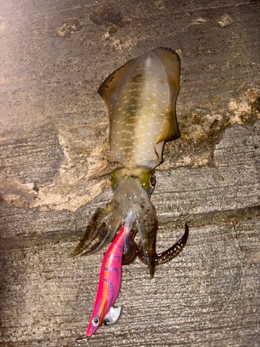 アオリイカの釣果