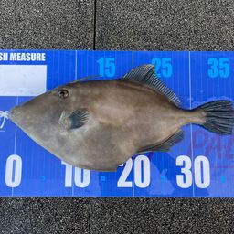 ウマヅラハギ