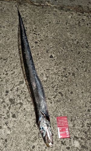 タチウオの釣果