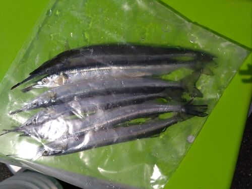 サヨリの釣果