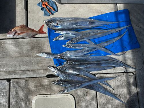 タチウオの釣果