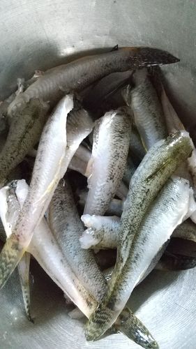 ハゼの釣果