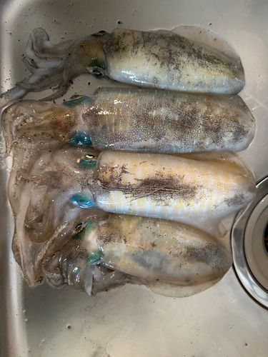 アオリイカの釣果