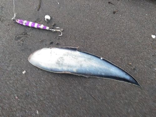 シタビラメの釣果