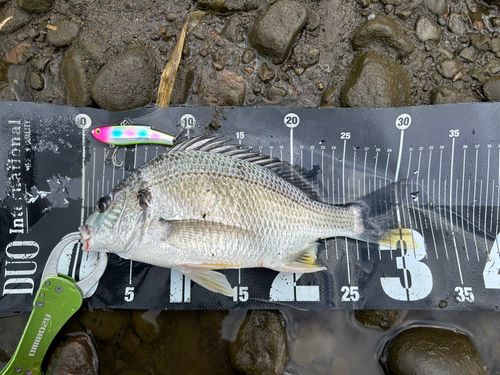 キビレの釣果