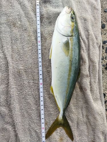 ヒラスの釣果