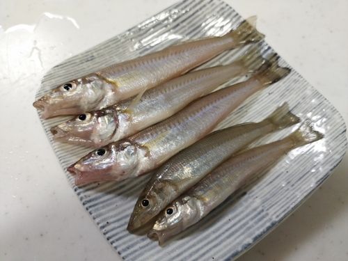 キスの釣果