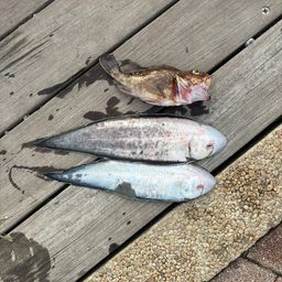 シタビラメ