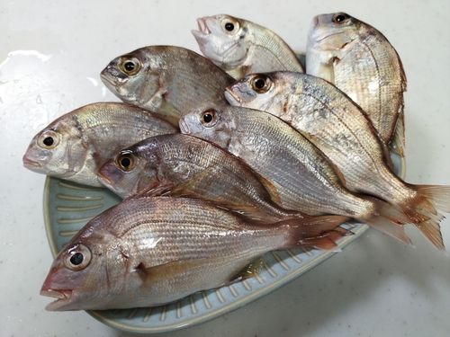 チャリコの釣果