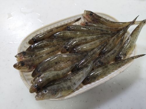 伊勢湾湾奥