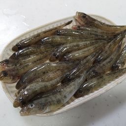 ハゼ