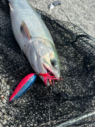 アキアジの釣果