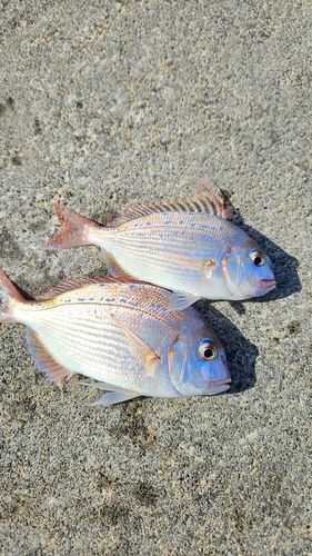チダイの釣果