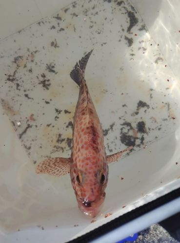オオモンハタの釣果