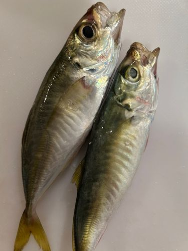 新居海釣公園