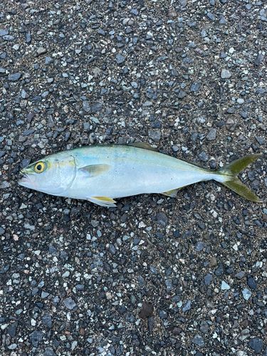 ツバスの釣果