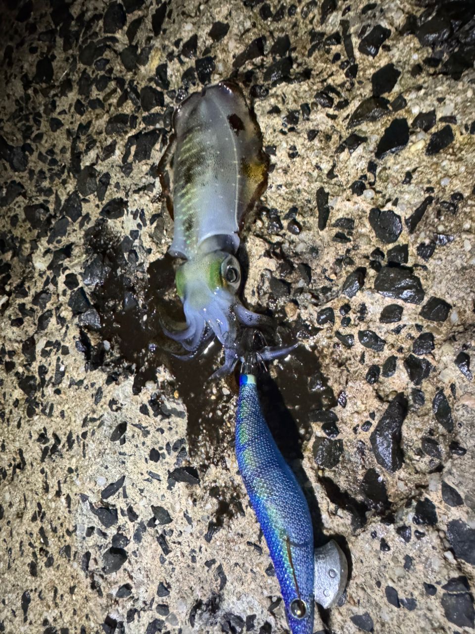 アオリイカ